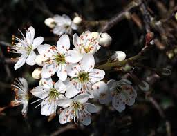 Blossom is the flowers that appear on a tree before the fruit. Bloom Vs Blossom Wordreference Forums