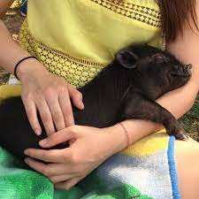 The costs vary greatly if you extend the party or add additional activities. Squeals On Wheels Traveling Petting Zoo
