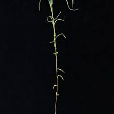 Image result for Polygala albida
