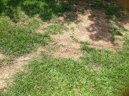 Why does dog urine turn grass brown? How To Neutralize Dog Urine On Grass The Pet Supply Guy