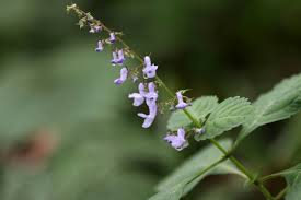 Image result for Isodon ramosissimus