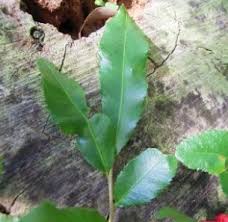 Image result for Ochna atropurpurea