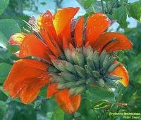 Image result for Faurea rochetiana