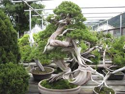 Shoujyu En 2 Bonsai Nursery Bonsai Techniques Bonsai