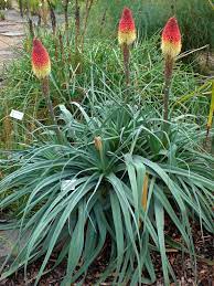 Caulescent Red Hot Poker Kniphofia Caulescens Beautiful Silver Blue Foliage Flowers Perennials Red Hot Poker Plant Late Summer Flowers