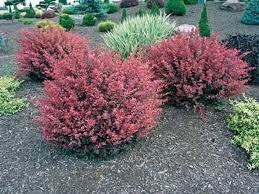 Rose Glow Barberry Xeriscape Front Yard Plants Perfect Plants