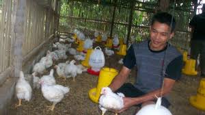 Harga Ayam Broiler Kembali Anjlok Di Bawah Bpp Di Tingkat Peternak Ciamis Tribun Jabar
