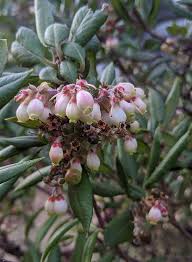 Image result for Manniophyton