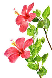 Pin On Flower Portraits Blooms Watercolor Paintings