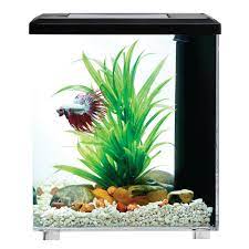 This is my betta fìrnen and i noticed yesterday his left pectoral fin had a tiny bit of fungus (top). Top Fin Bettaflo Trade Relax Trade Betta Aquarium 2 Gallon Fish Starter Kits Petsmart