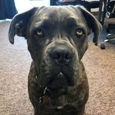 See salaries, compare reviews, easily apply, and get hired. The Best Kennels Pet Boarding Jobs Near Me Petsitter Com