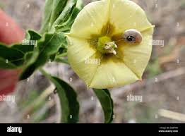 Image result for Physalis viscosa