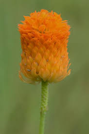 Image result for Polygala macrostigma