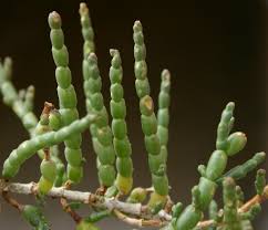 Image result for Sarcocornia perennis