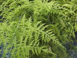 Maybe you would like to learn more about one of these? Asparagus Fern Plant Care And Growing Guide