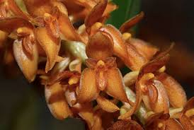 Image result for Bulbophyllum encephalodes