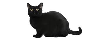 Matchmaker, matchmaker the american bombay cat size: Bombay Cat Breed Profile Petfinder