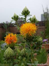 園藝文摘- iGarden 花園賣場