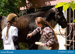 Las Mujeres Cogiendo Un Caballo Oscuro Foto de archivo - Imagen de pasto,  enganche: 323080332