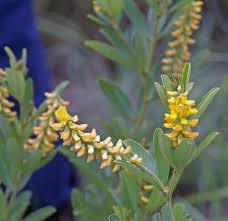 Image result for Eriosema psoraleoides