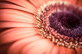 Flowers close up close close flowers flower high definition picture petals beautiful background green leaves nature fresh leaves colorful tulips beautiful flower fickleness pink high definition pictures purple plant flora macro blessings dew postcards bouquet gifts up artificial flowers green flower clusters. 6 Tips For Mastering The Art Of Photographing Flowers