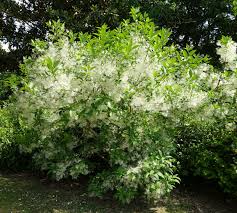 Image result for Chionanthus