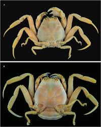 Image result for Cribbia brachyceras