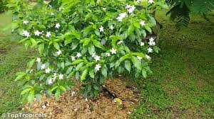 Image result for Tabernaemontana divaricata