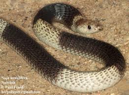 Image result for Najas horrida