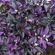 Maybe you would like to learn more about one of these? Capsicum Annuum Purple Flash Ornamental Chilli Pepper Purple Flash Uploaded By Ankur1406