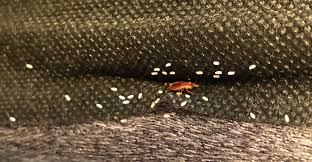 Image result for bed bugs eggs