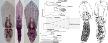 Image result for Dignathia