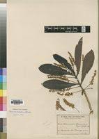 Image result for Terminalia brachystemma