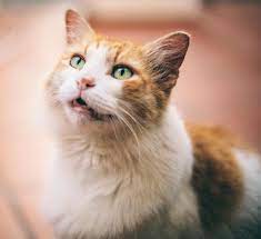 How To Teach Your Cat Not To Meow To Go Outside