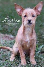 Pictures Of Butler A Terrier Unknown Type Small For Adoption In Santa Fe Tx Who Needs A Loving Home Pets Dog Adoption Pet Adoption