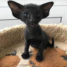 Pin By Lynne White On Why Animals Are Better Oriental Shorthair Kittens Pretty Cats Cute Baby Animals