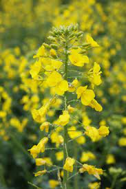Canola Flower Ocean Luoping Yunnan China Canola Flower Yunnan Plants