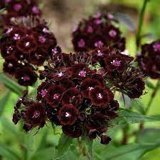 Almost Black Dianthus Sooty Sweet William Flowers Sweet William Flower Seeds