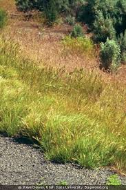 Image result for Volkiella disticha