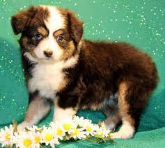Toy Mini Australian Shepherd Pups For Sale Co Tug Yurhart Australian Shepherd Mini Australian Shepherds Miniature Australian Shepherd Puppies