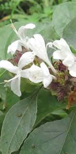 Image result for Hyperacanthus amoenus