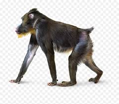 With tenor, maker of gif keyboard, add popular animated gif transparent background animated gifs to your conversations. Sitting Transparent Background Image Howler Monkey Transparent Background Png Monkey Transparent Background Free Transparent Png Images Pngaaa Com