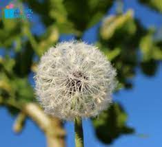How To Make A Dandelion Presentperfect Creations Original Hand Crafted Flower Accessories In Fine Fabrics And Genuine Leather