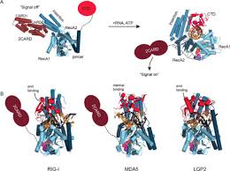Lee & yc tan darbojas bāri, krogi un krodziņi, biroja piederumi un kancelejas veikalos aktivitātēs. Discrimination Of Cytosolic Self And Non Self Rna By Rig I Like Receptors Journal Of Biological Chemistry