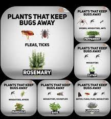 How to keep insects away from garden. Plants That Keep Bugs Away In 2020 Mosquito Repelling Plants Plant Bugs Garden Yard Ideas