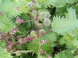 Image result for Myrica pilulifera