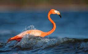 See more ideas about flamingo, beautiful birds, pet birds. It S Official Flamingos Belong In Florida Audubon