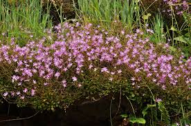 Image result for Maerua parvifolia