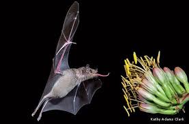 The details bats are famous for pollinating cacti. Pin On Earthlings Of The Evening