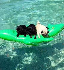 Panic Mode Stranded Pugs Creatures Pool Float